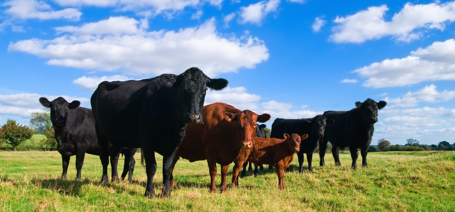澳洲野放农场高品质牛肉