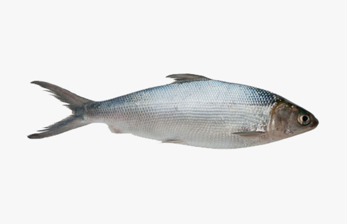 虱目魚系列Milkfish (Chanos chano)
